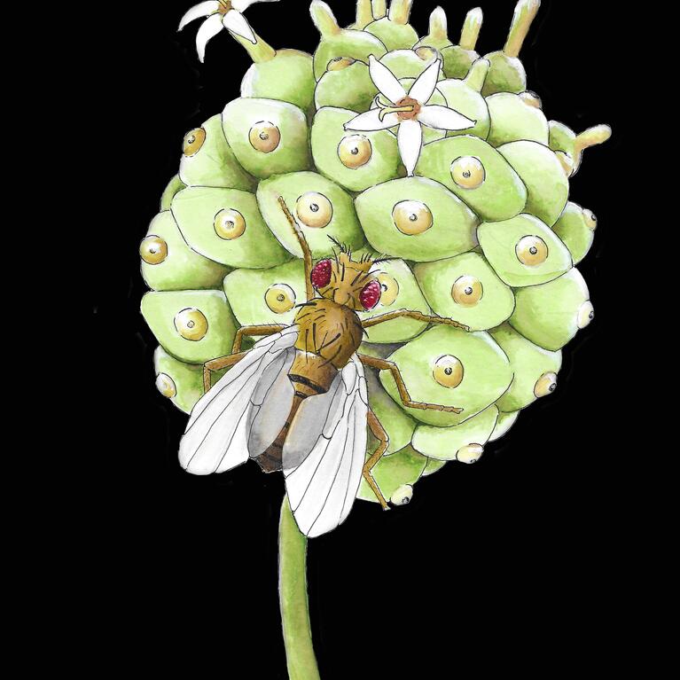 D. sechellia on noni